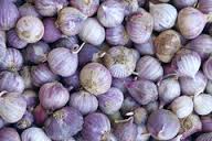 garlic2