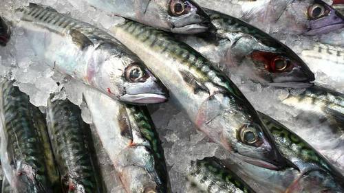 fresh and frozen fish 464
